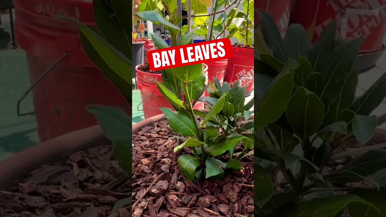 Bay leaves