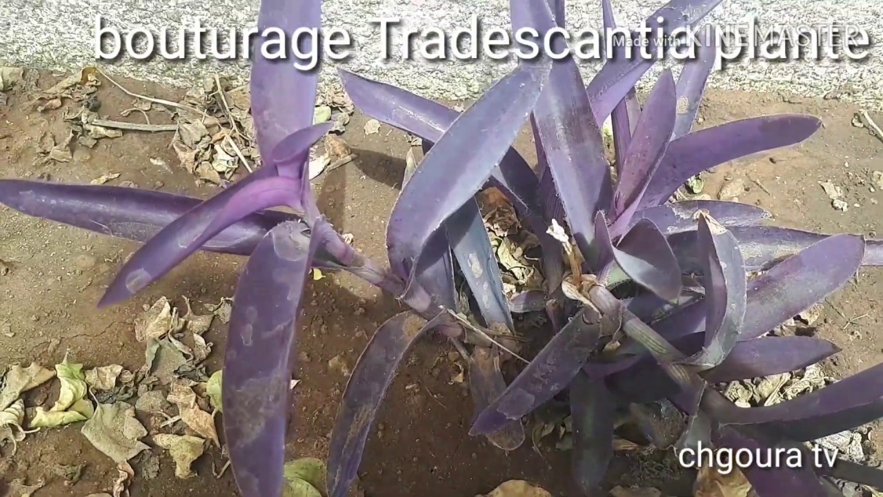 Tradescantia plante.العناية  نبات التراديسكانتيا المكحلة