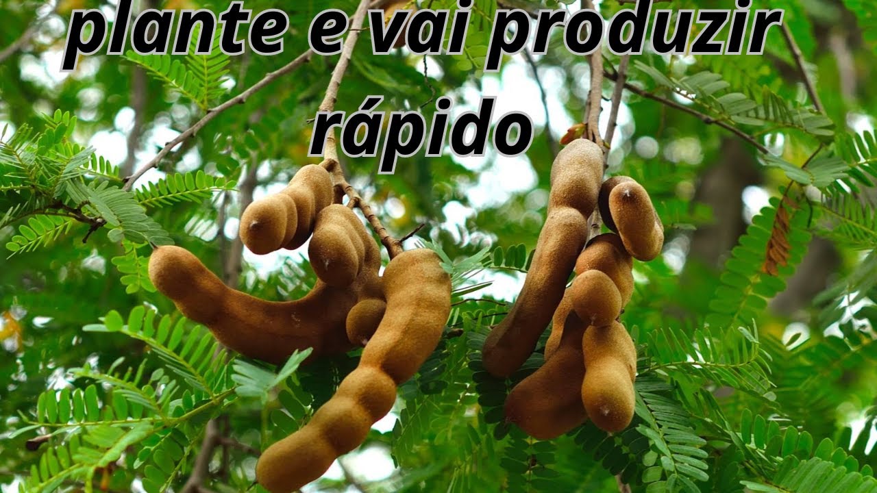 QUANTO TEMPO UM PÉ DE TAMARINDO LEVA PARA FRUTIFICAR? SERA QUE LEVA 20 OU 30 ANOS? VAMOS DESCOBRIR?