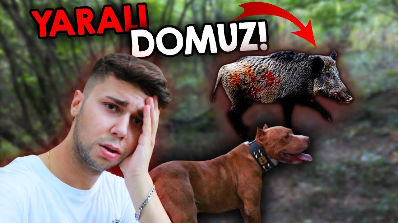 BOYKAYLA ORMANDA YARALI DOMUZ G&Ouml;RD&Uuml;K! (AV B&Ouml;LGESİ)