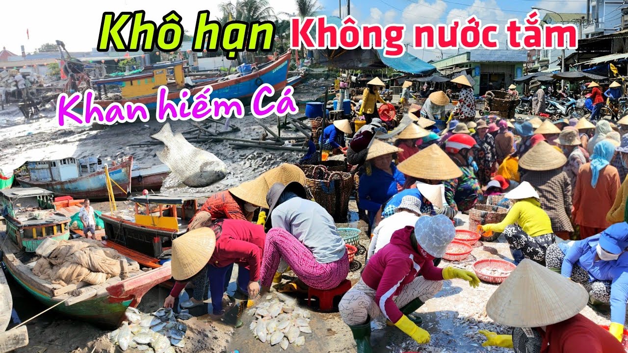 Quá khổ: không nước tắm, khô hạn, khan hiếm cá Chợ Cảng Cá Vàm Láng Gò Công