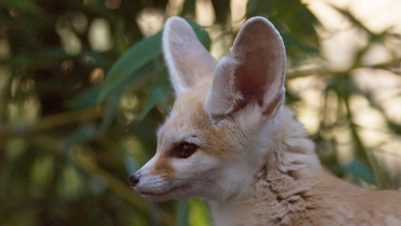 The smallest fox with the biggest ears! - Super Cute Animals: Preview - BBC