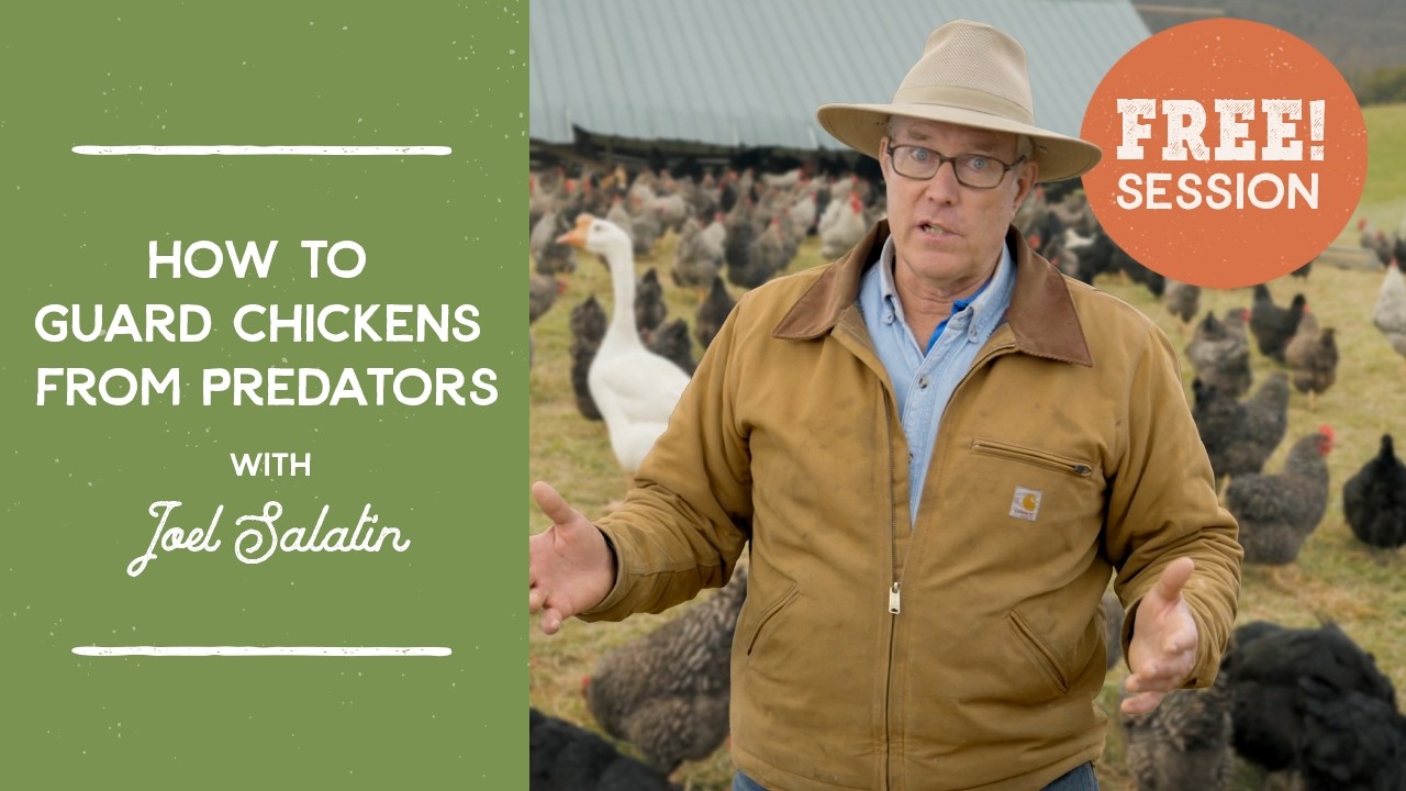 The Ultimate Guide to Protecting Your Chickens from Predators