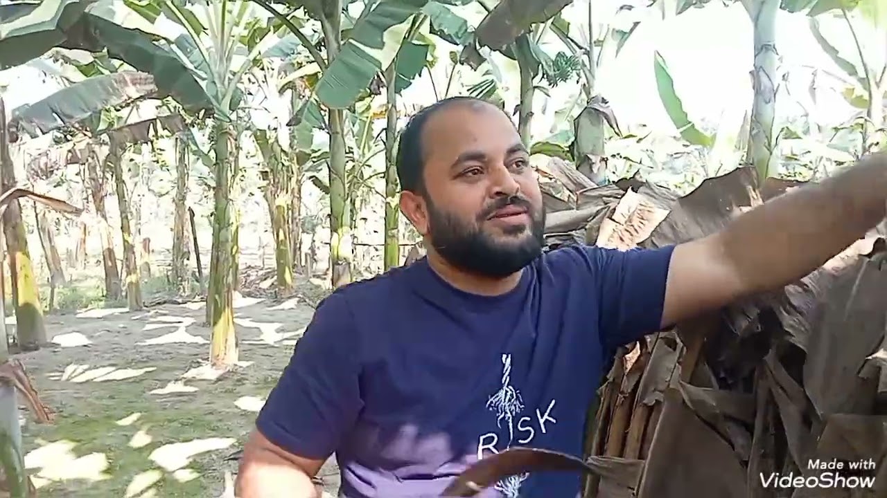 চাকুরির পাশাপাশি কলা চাষে সফল..........