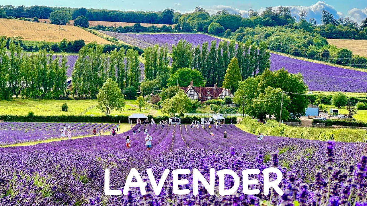 English Lavender Farm 🌿 [4K] - Purple Beauty with Peaceful Relaxing Music