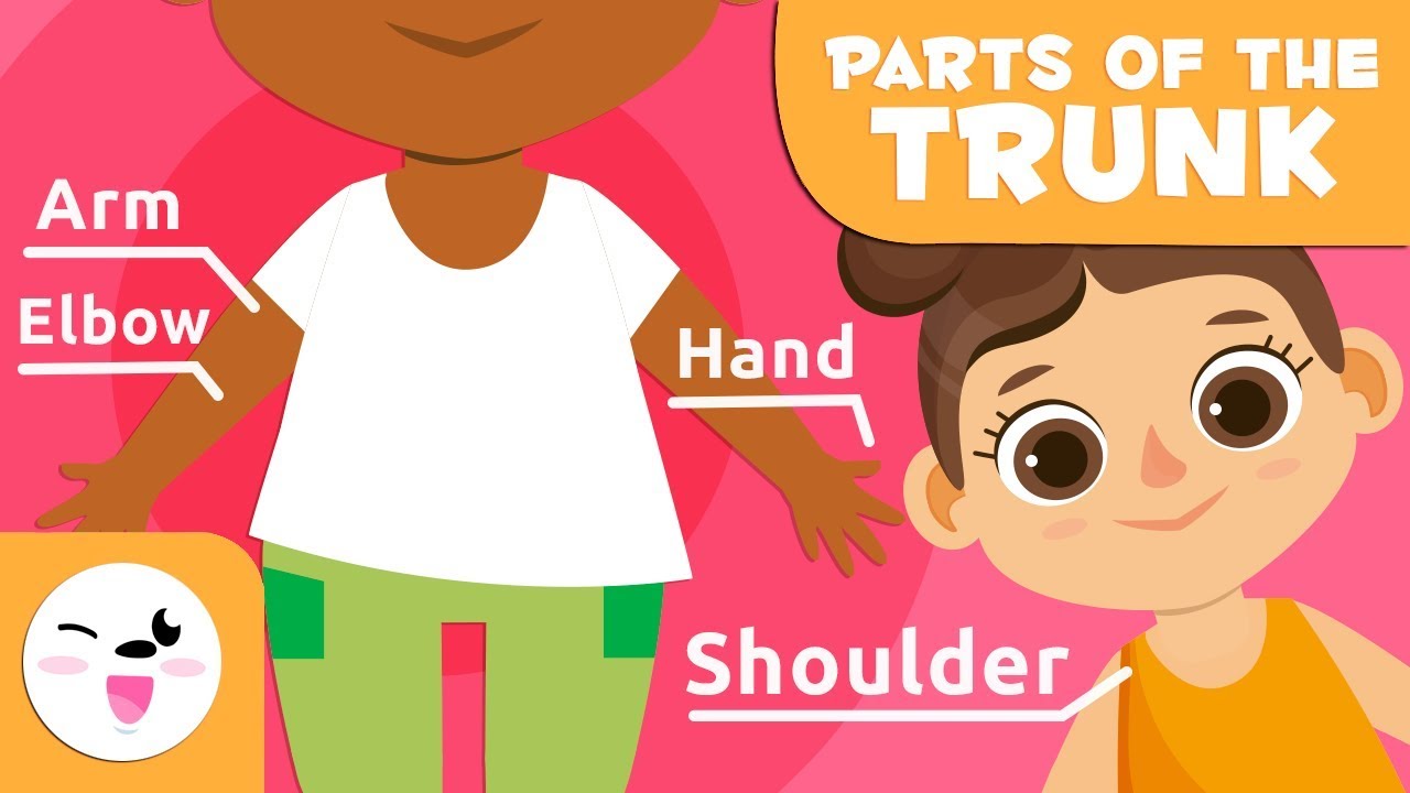 The Human Body for Kids - Trunk, Upper, and Lower Limbs