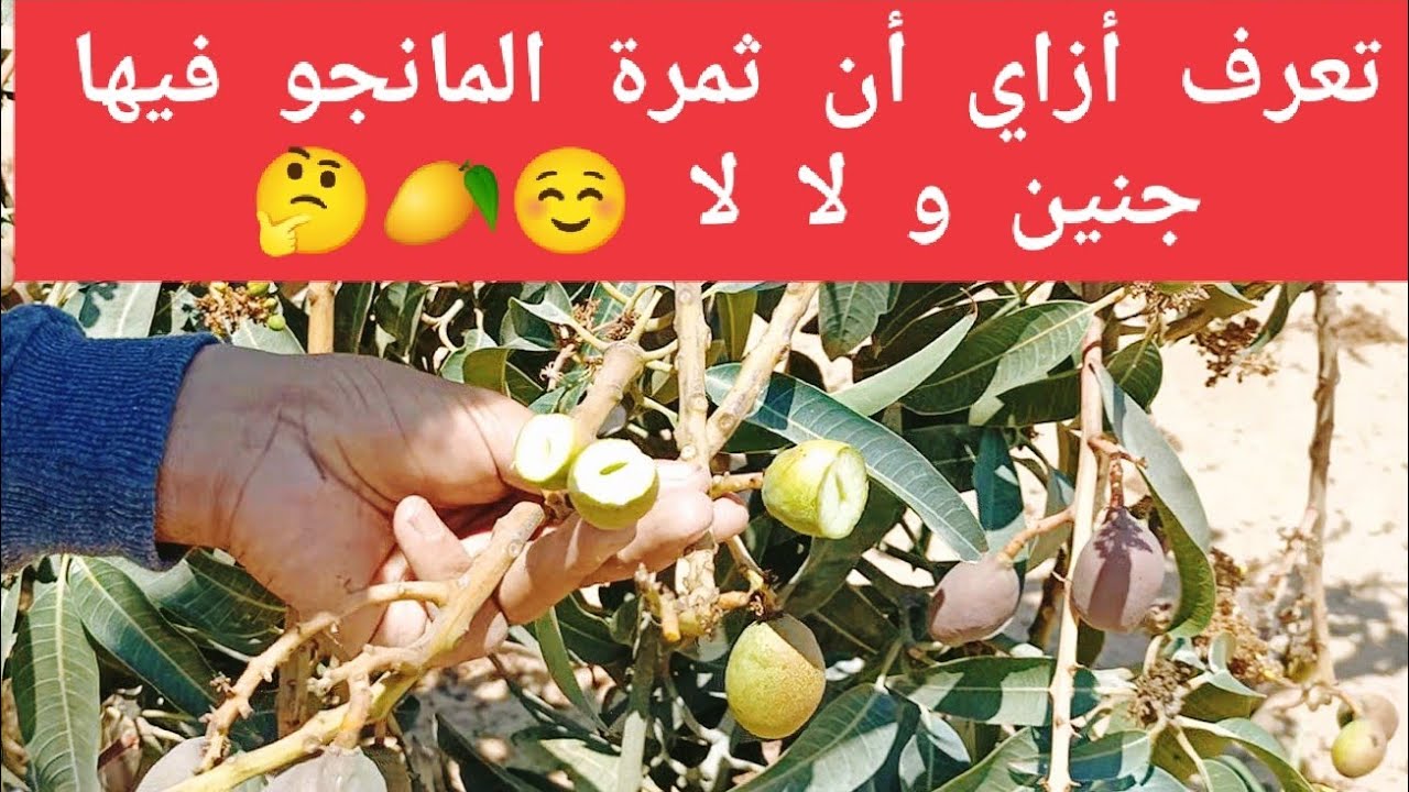 العقد الكاذب في المانجو | أزاي تعرف ثمرة المانجو فيها جنين ولا لا 🤔 | False knots in mangoes