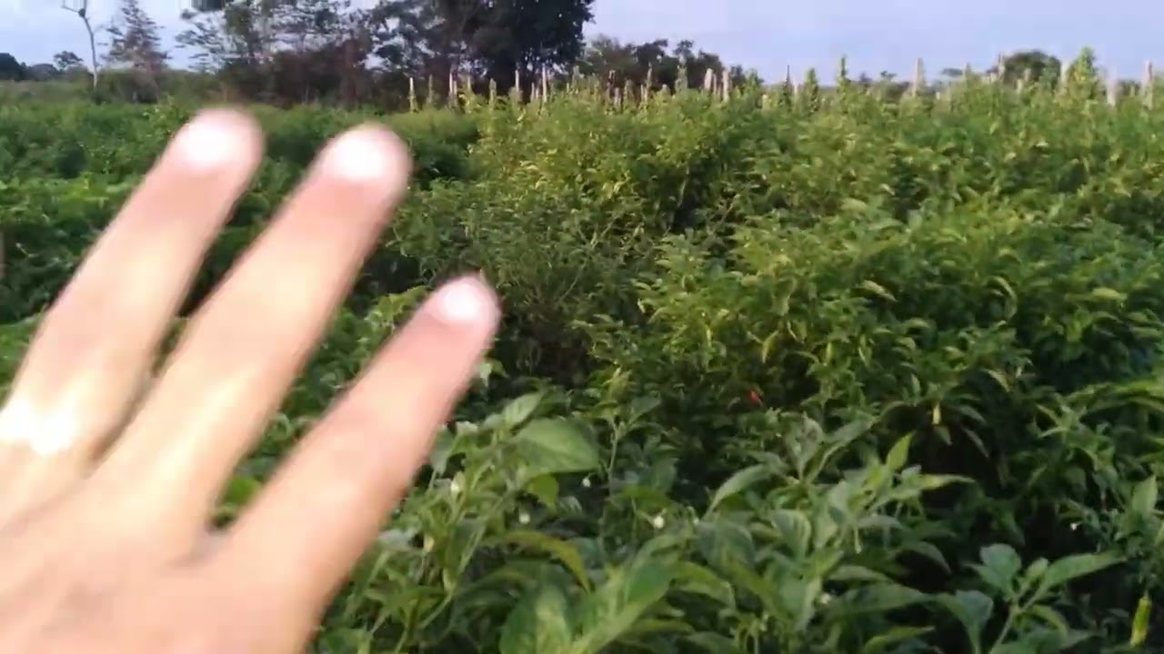 Quantos quilos (kg)  de pimenta conseguimos colher em menos 500 pés ❓😐🤔