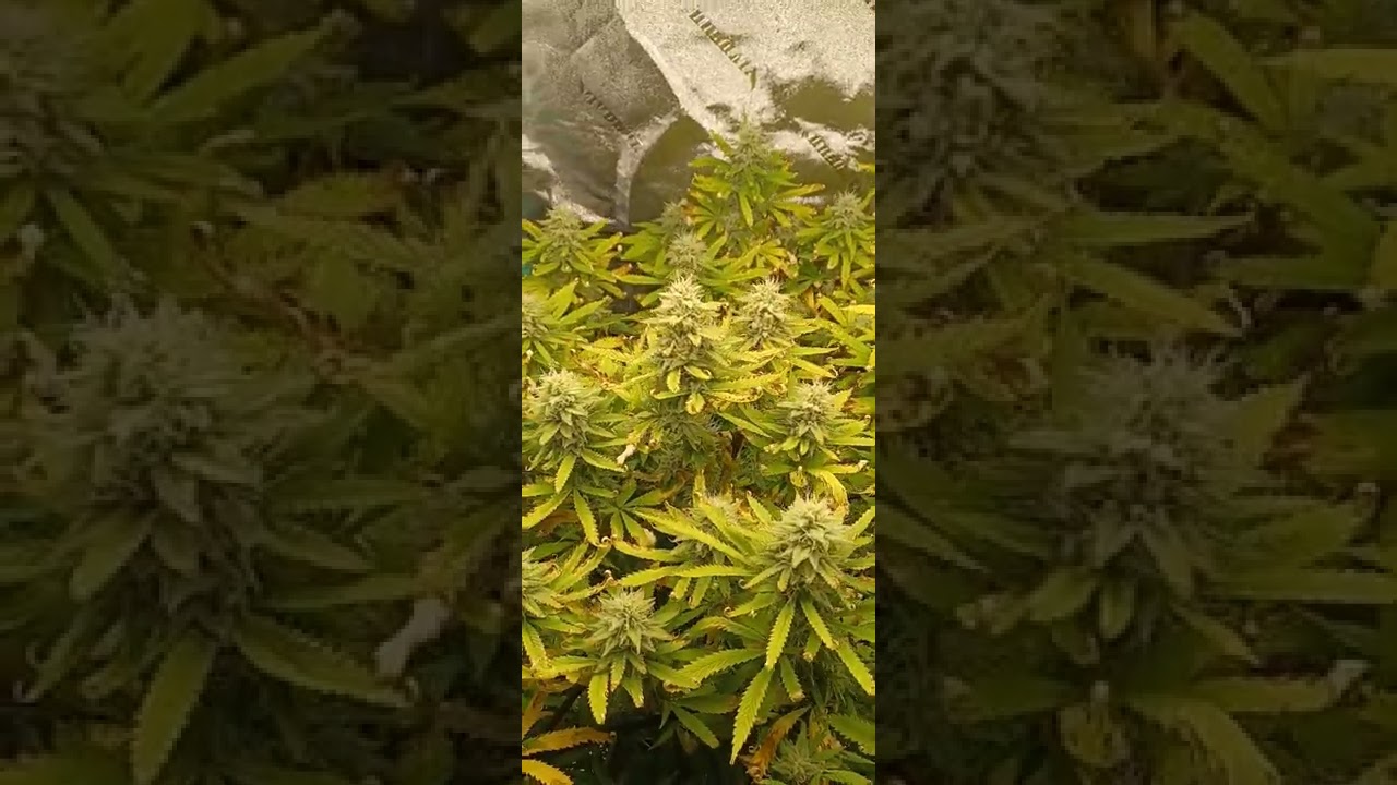 paonia soil week 5 flower