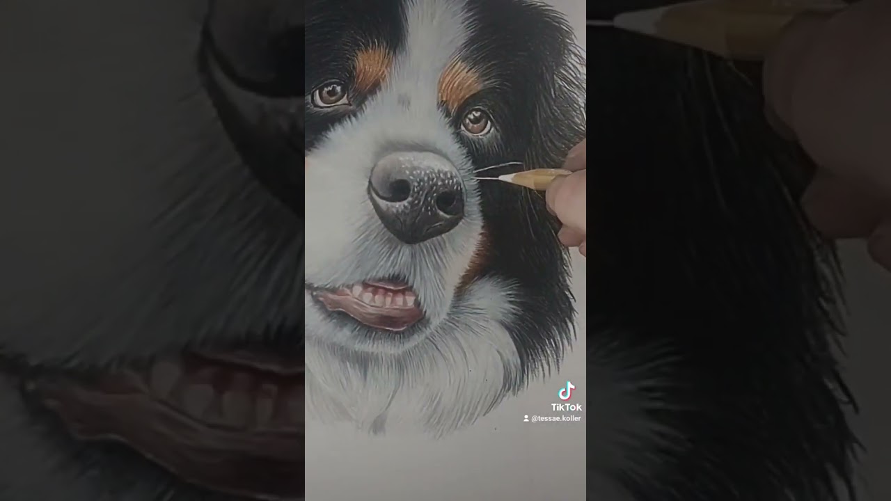 Showing you how I draw whiskers and fur #howto #drawinghowto #petart #dogs