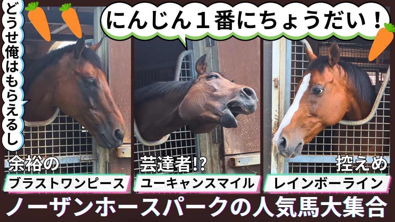 【癒やし度100％】まさかの「にんじんちょうだい」バトルが勃発！個性豊かなノーザンホースパークの人気馬を紹介