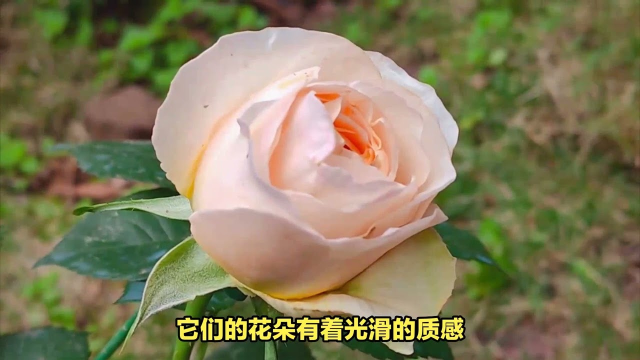 玫瑰花的魅力：十大最美品种