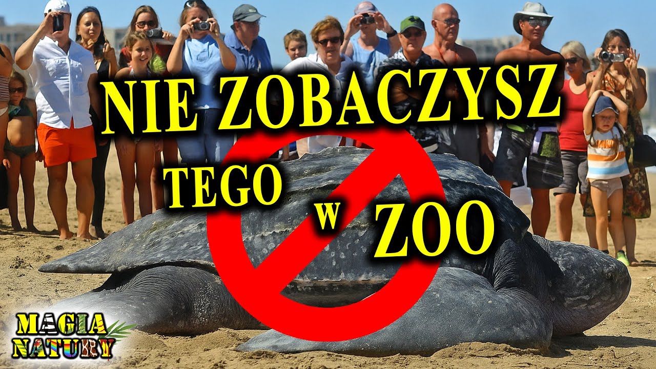 Zwierzęta, Których NIE MA w ZOO!