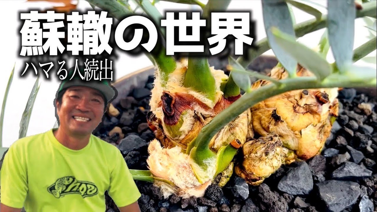 あなたの知らない超希少なソテツの世界【保存版】