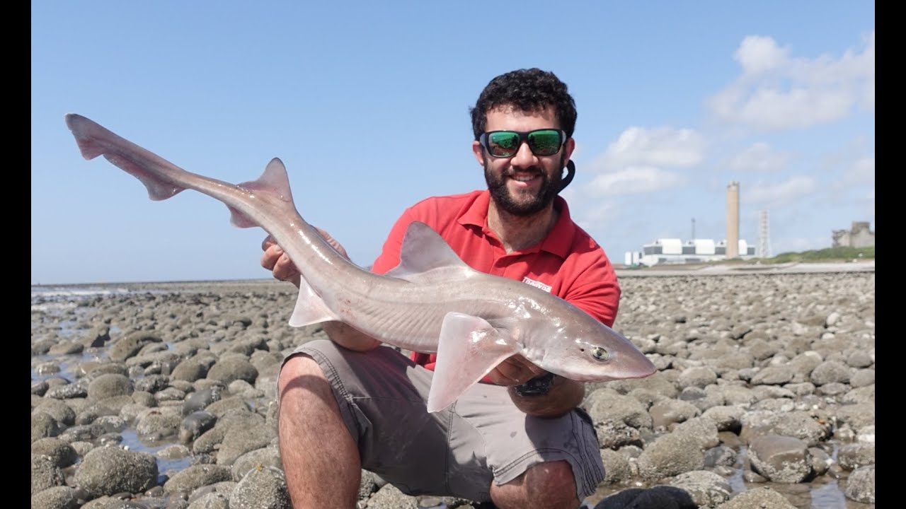 Smooth Hound session at East Aberthaw