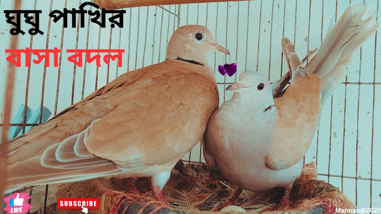 ঘুঘু পাখির বাসা বদল! Dove Birds