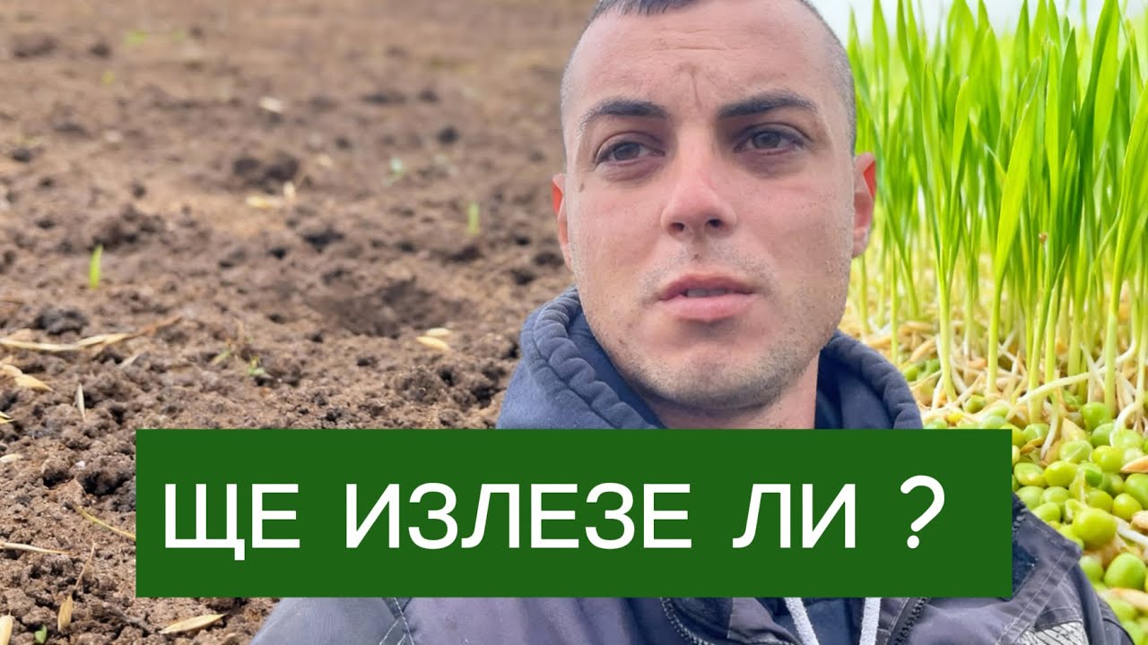 ОВЕС И ГРАХ !!! Защо? 
