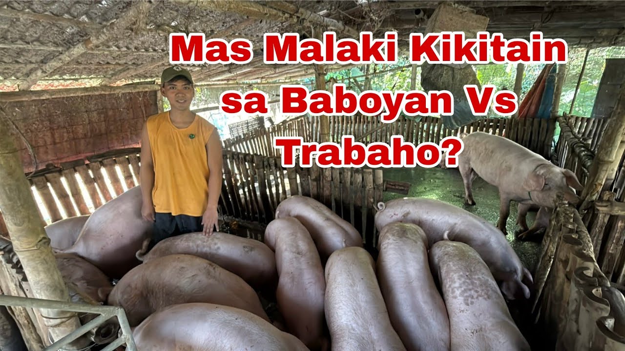 College Graduate bakit mas Pinili ang Piggery Business kaysa Trabaho?