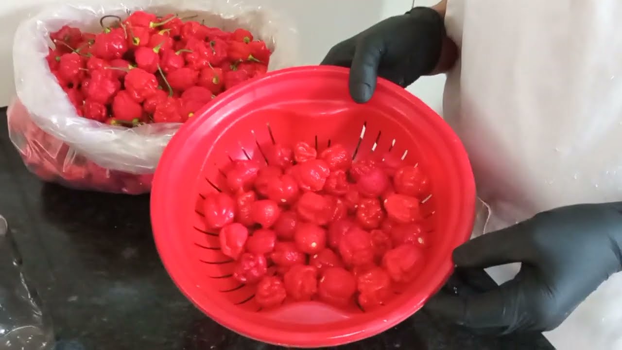 PIMENTA CAROLINA HEAPER - COMO FAZER CONSERVA DE PIMENTA CAROLINA HEAPER EM CONSERVA NO ÓLEO