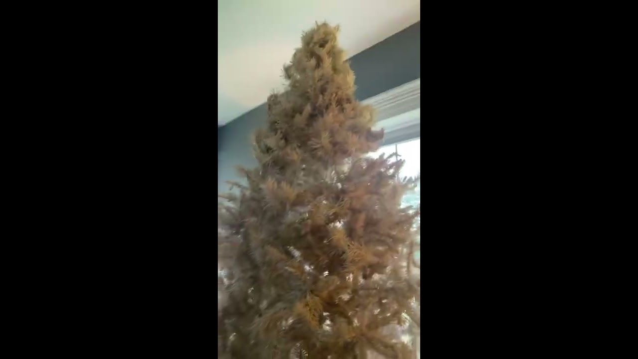 Yellow to White Christmas Tree tips help and our solution!