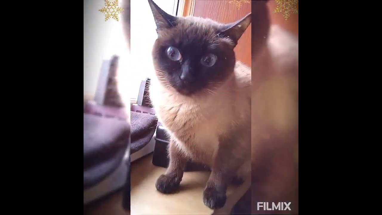 Кошка кусается