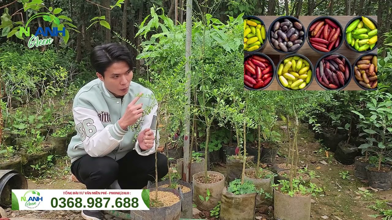 Chanh Ngón Tay Bầu Nhỡ: Giống Chanh Quý Tộc Dễ Trồng, Sai Trái