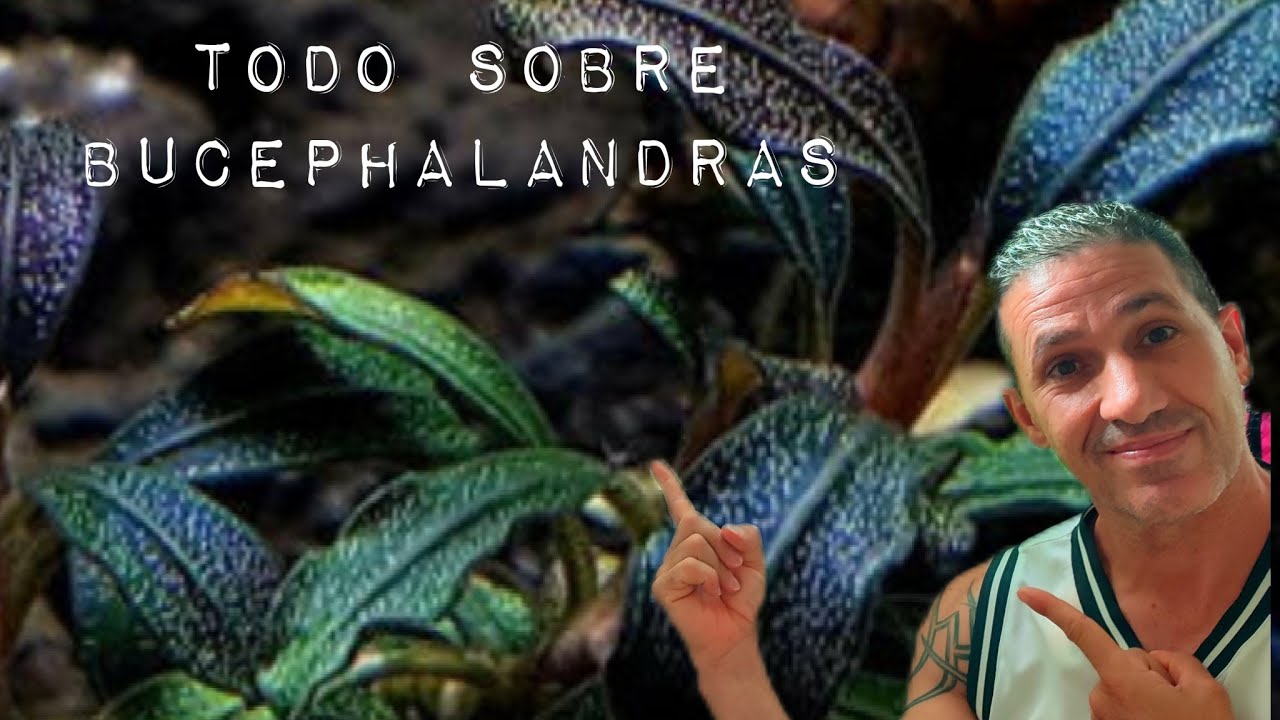 TODO SOBRE BUCEPHALANDRAS