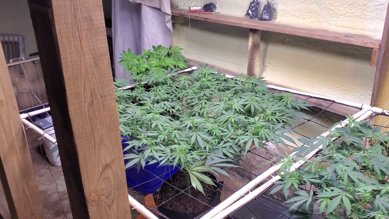 basement grow