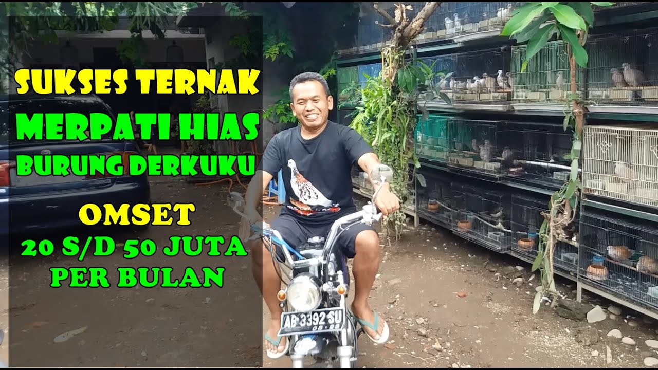 SIDAK KANDANG PAWIRO DORO BIRD FARM YOGYAKARTA ( sukses ternak burung derkuku )