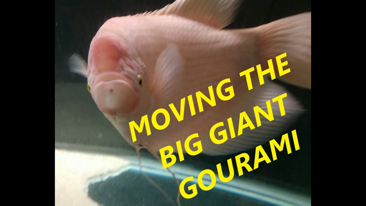 Moving The Big Giant Gourami To His New Home!