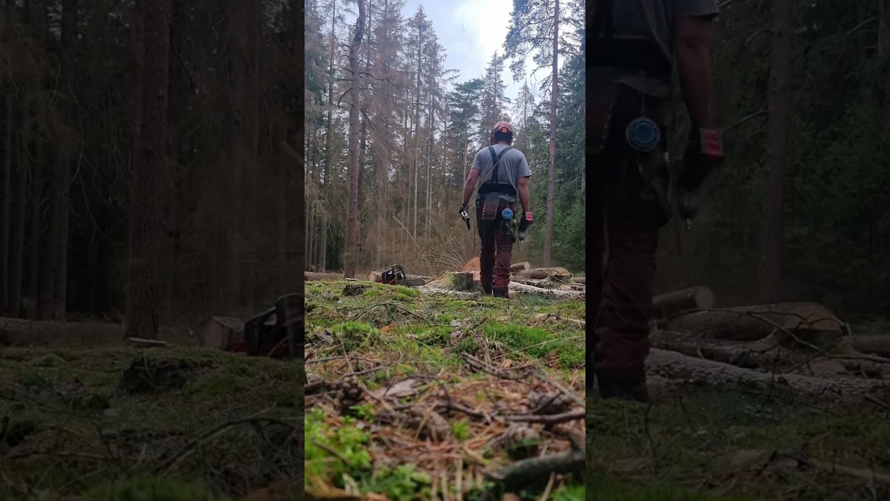 Efco 162 im Einsatz beim Käferfichte aufarbeiten!