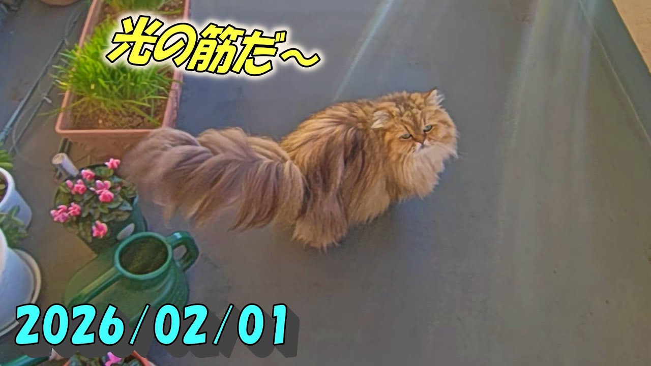 力強い日光が射込むバルコニーで光と影を忙しく追いかけるひとみ　Persian cat Hitomi's relaxing days　2026/02/01