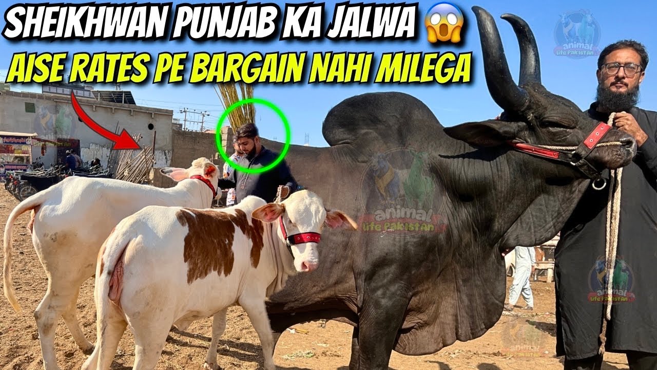 Malir Mandi Me Sheikhwan Punjab Ke Khaubsurat Janwar Aagaye 😱| Aise Rates Pe Bargain Nahi Milega 💸 