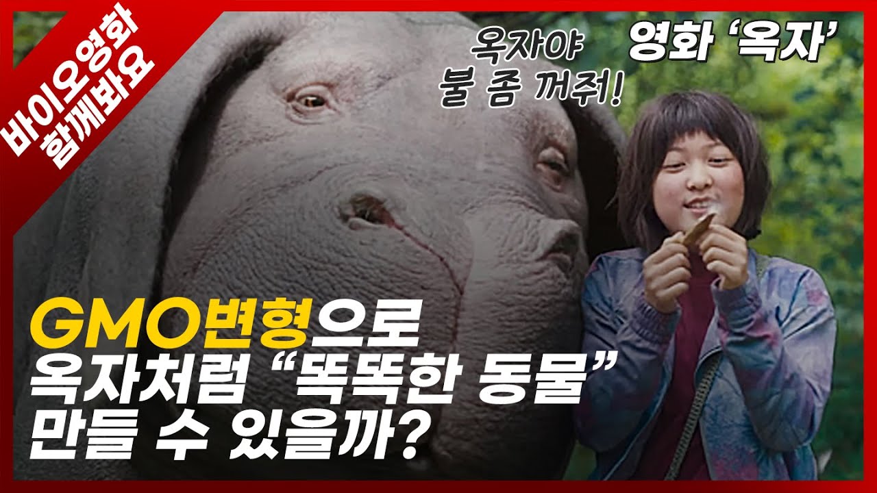 [바이오 영화 함께 봐요] 감성 슈퍼 돼지 옥자가 GMO??  바린이들을 위한 똑똑한! 바이오 영화 리뷰 한국바이오안전성정보센터X옥자ep1 1부 시작합니다! + 깜짝이벤트