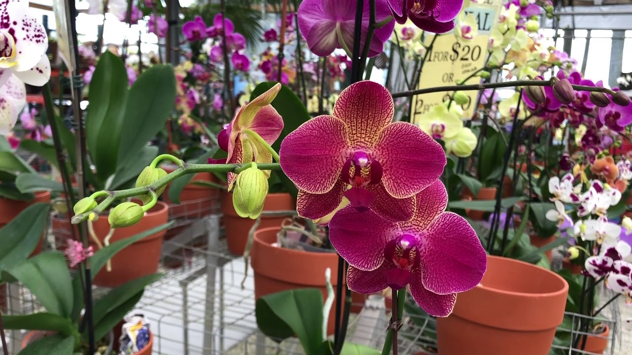 Let's Go Shopping!! Looking for Fall Colored Orchids