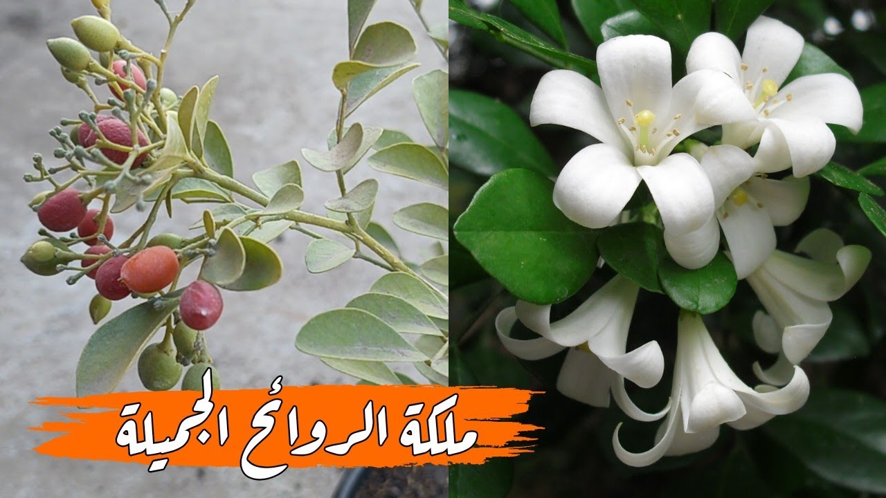 شجرة مبهرة تنافس الفل والياسمين