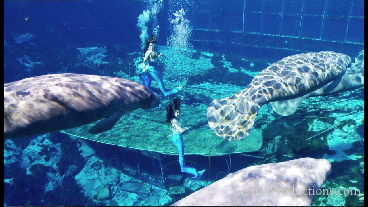 Mermaids & Manatees Weeki Wachee Springs