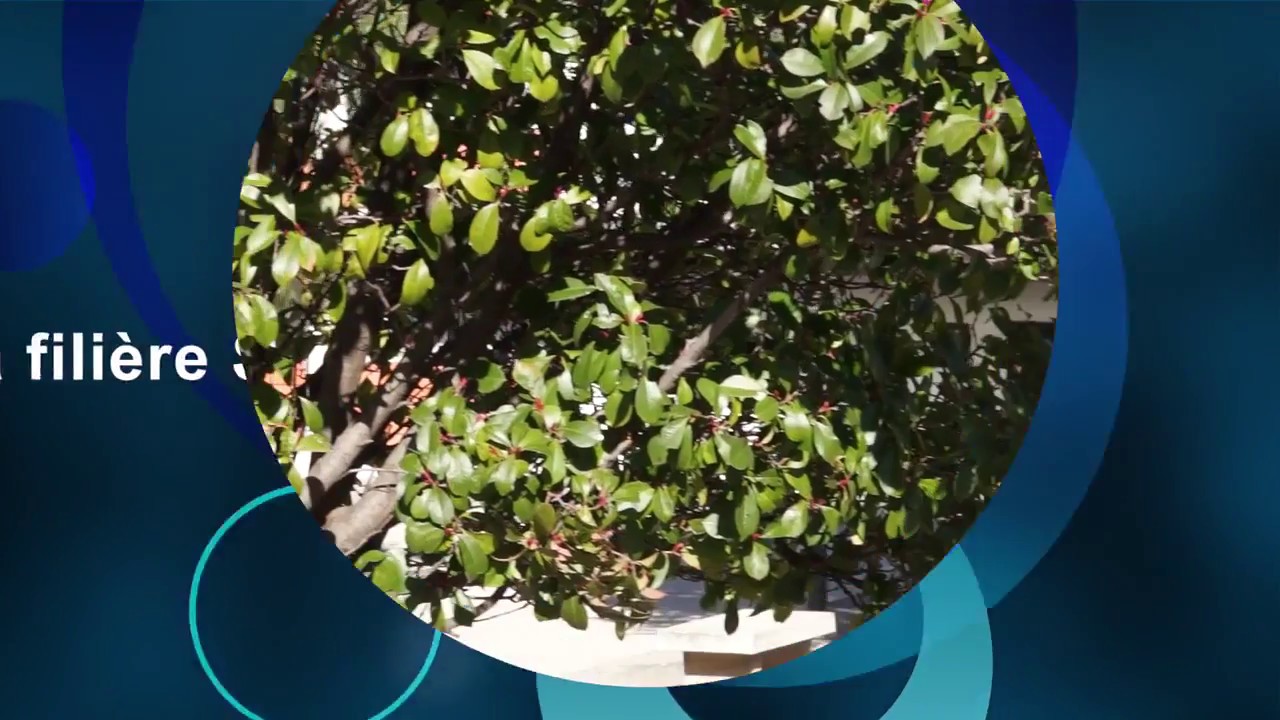 STL-Biotechnologies Présentation de la filière (lycée Mermoz de Montpellier)