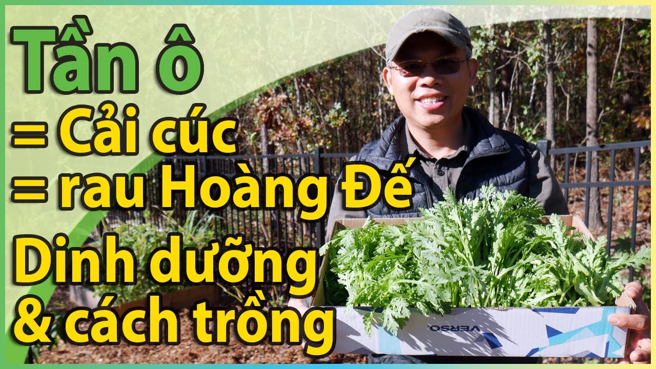 Tần ô = Cải cúc = rau Hoàng Đế! Chia sẻ về dinh dưỡng và cách trồng