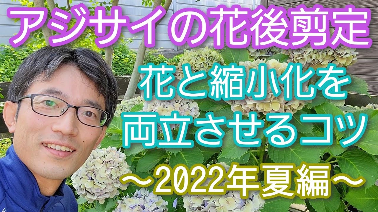 【紫陽花の剪定(花後)⑥】大きくせずコンパクトに花も楽しめる手入れのコツ(2022年7月)😃💐