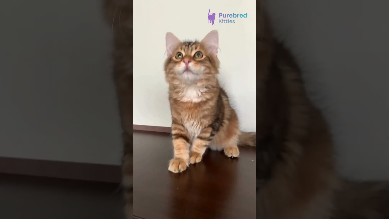 Meet Querty: Golden Marble Siberian Kitten 🐾 Hypoallergenic, Friendly & Ready to Love! 