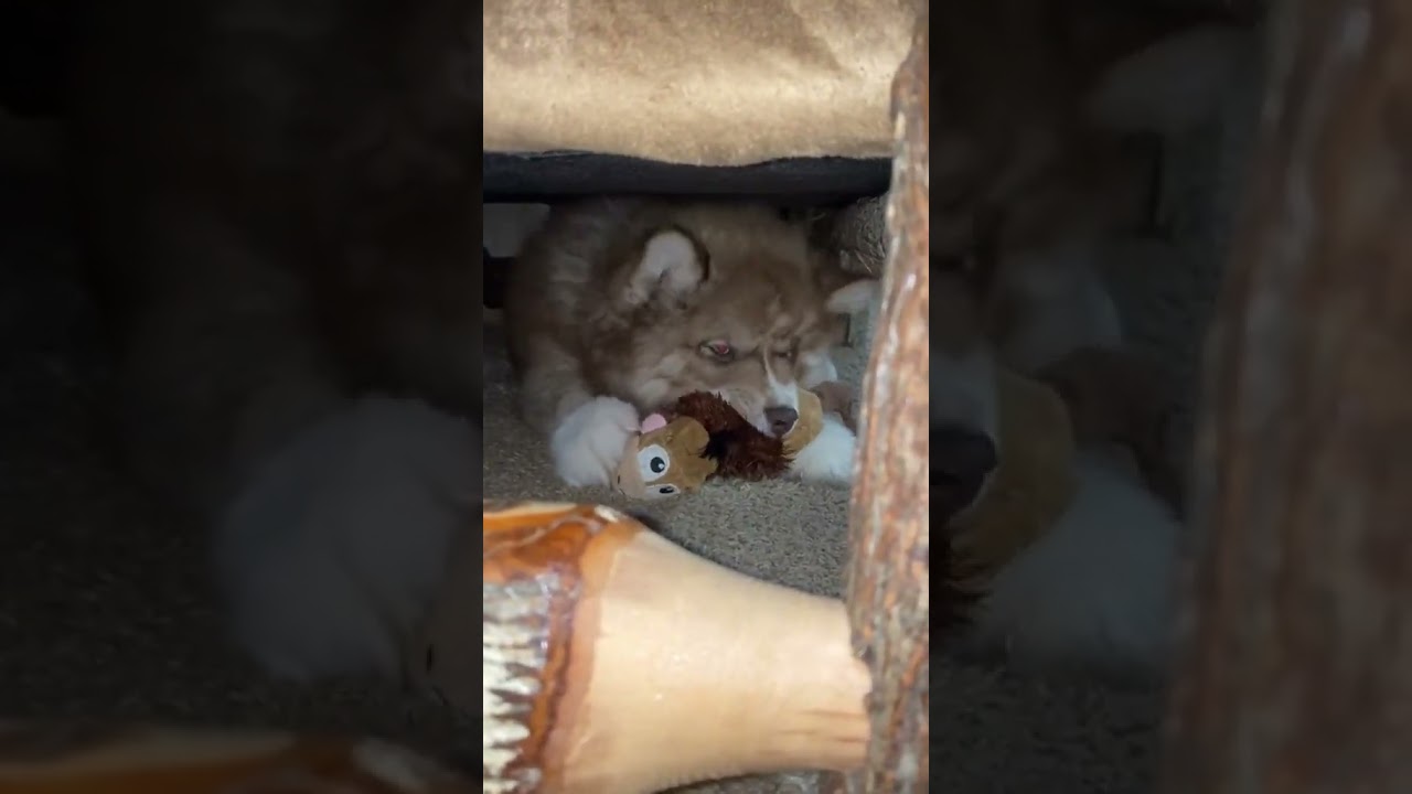 Tater-Tot 
