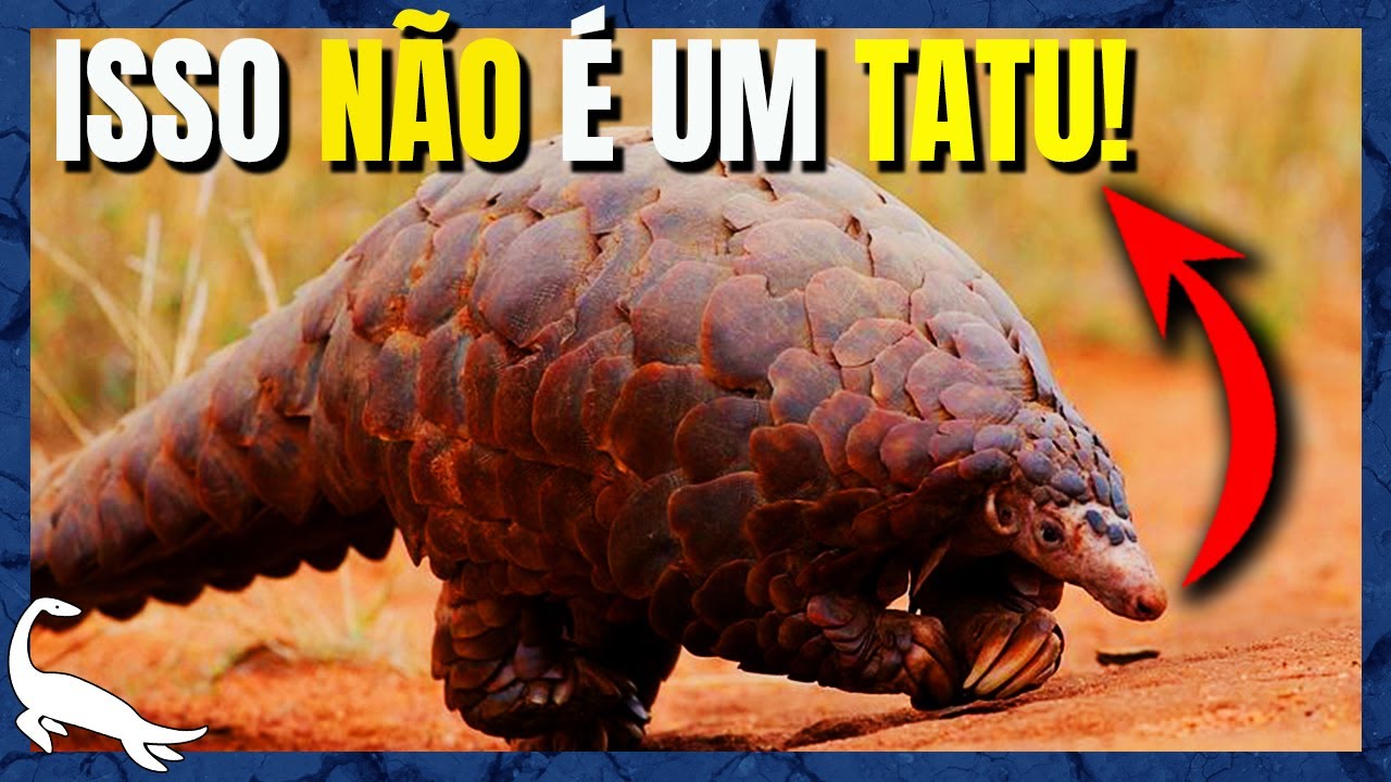 A EVOLUÇÃO INSANA do PANGOLIM (Pholidota)
