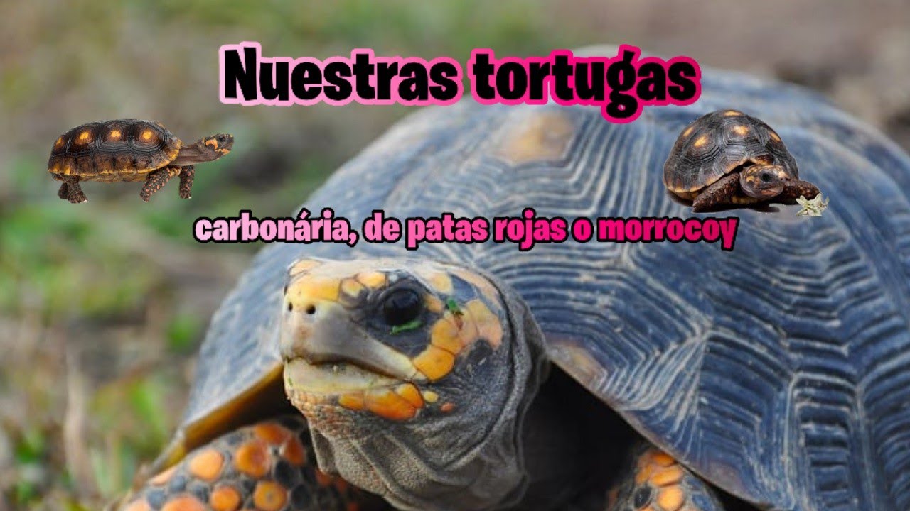 Nuestras tortugas carbonária, de patas rojas o morrocoy  | Mundo Tortuga 