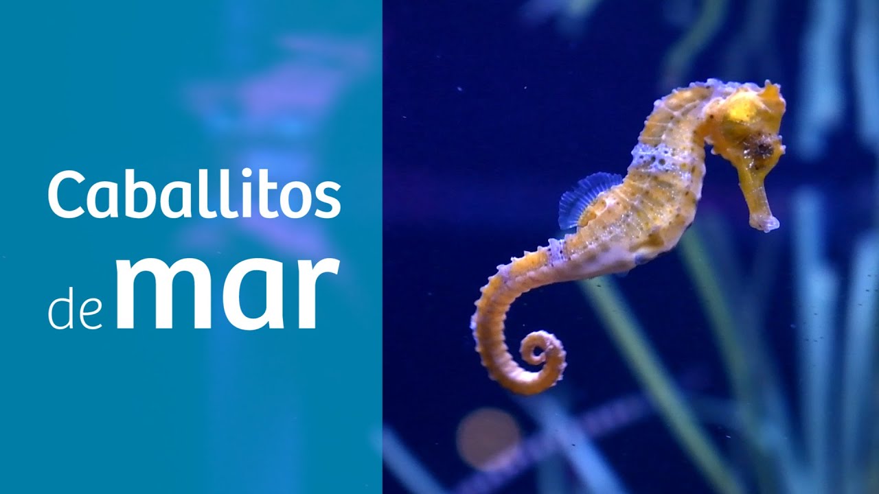 Caballitos de mar · Peces para tu acuario marino 🐴