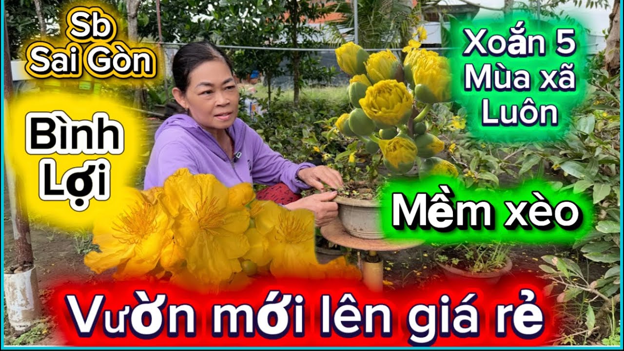 27-2-2026☎️0329257579📲vườn mới giao lưu mai giống giá rẻ xã rẻ nhiều loại mai già mùa 