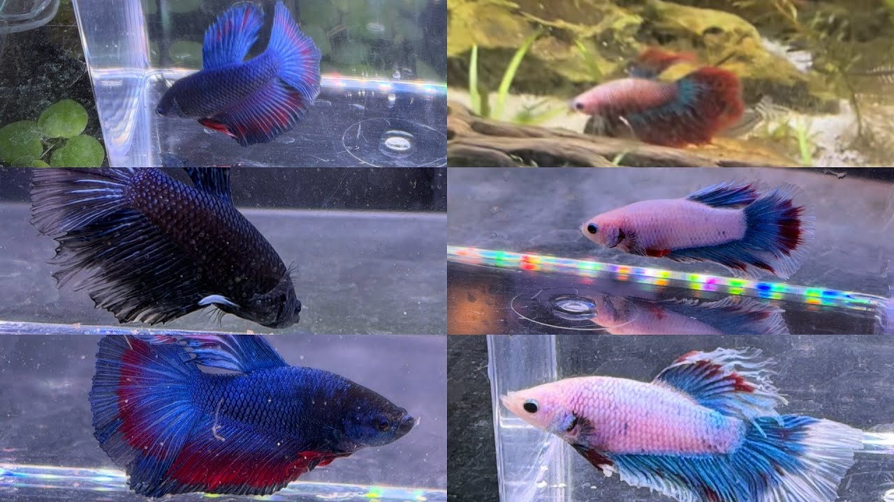 I raised baby bettas for 5 months #fishkeepinghobby #aquarium #bettabreeding 