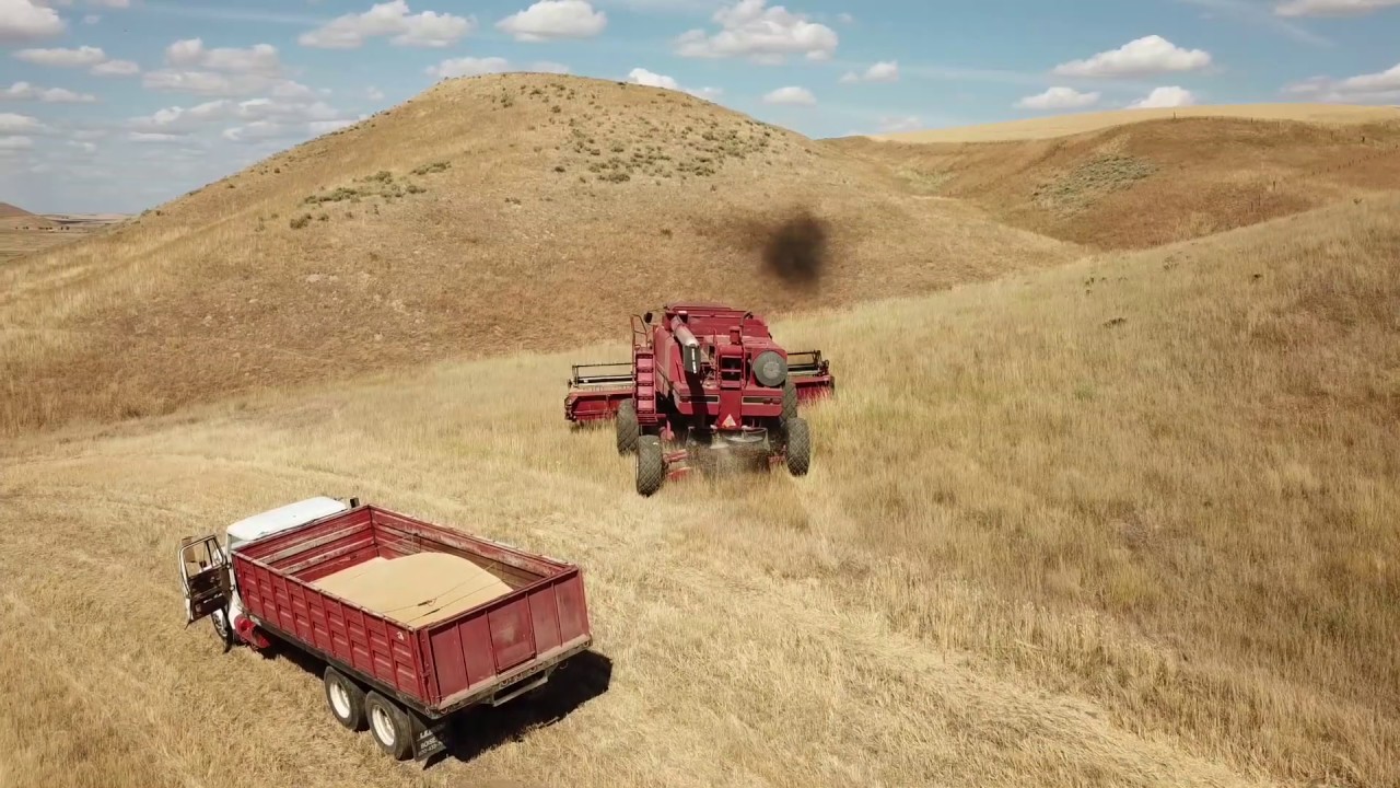 Wheat Harvest 2019 Part 1