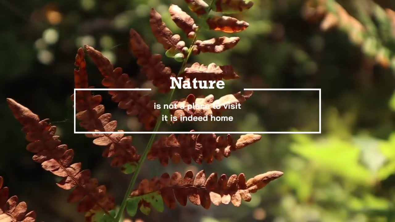 The Enigmatic Beauty of Nature