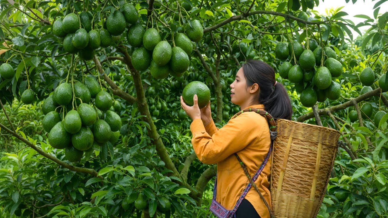 Harvesting avocados and rambutans from the garden to sell - Enjoying creamy avocado dessert